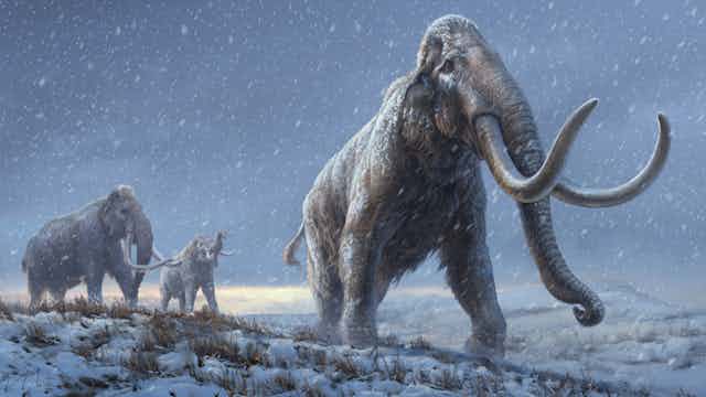 A drawing of three steppe mammoths in a flat, snowy landscape.