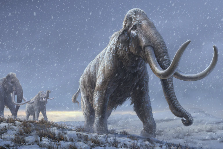 A drawing of three steppe mammoths in a flat, snowy landscape.