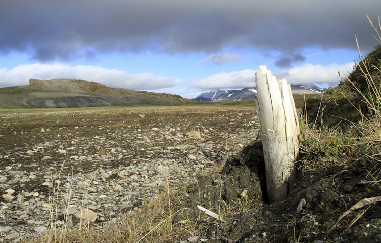 Woolly mammoth tusk emerging from permafrost.