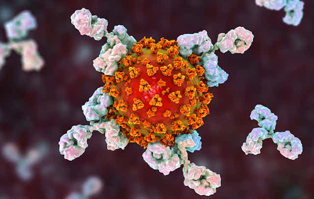 Antibodies attacking SARS-CoV-2