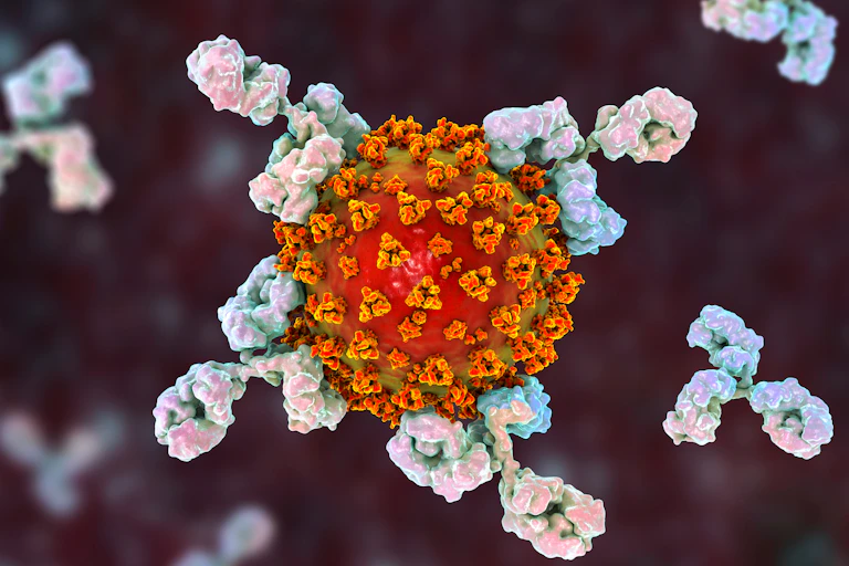 Antibodies attacking SARS-CoV-2