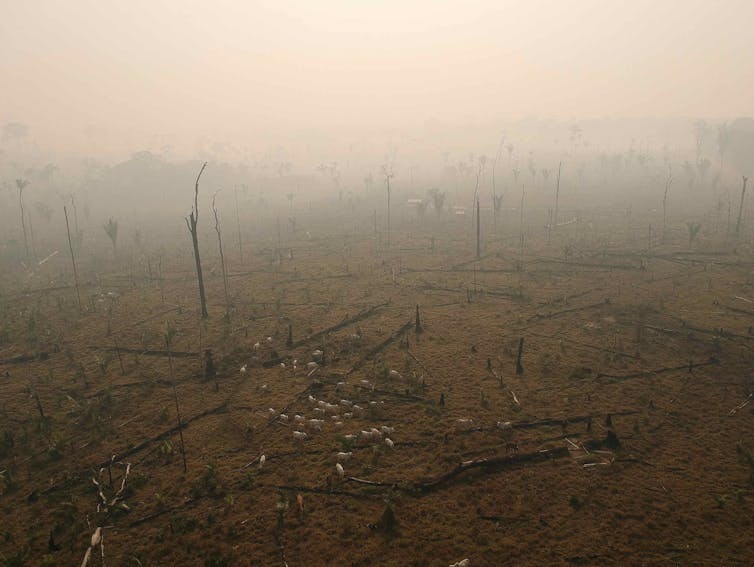 A barren, deforested landscape, with cows roaming.