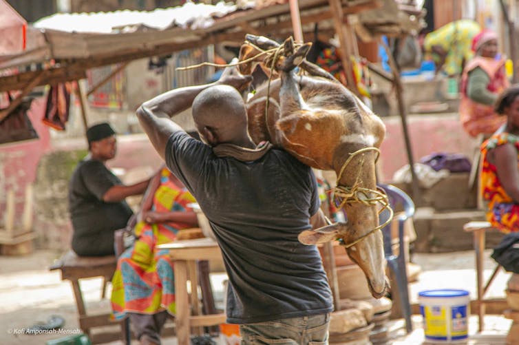 A man carrying a deer tied up in ropes, a man sitting at a wooden bench in the background.