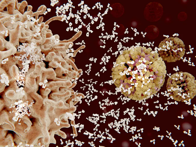 Plasma cells secreting antibodies