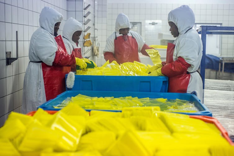 Workers processing fish at Walvis Bay in Namibia.