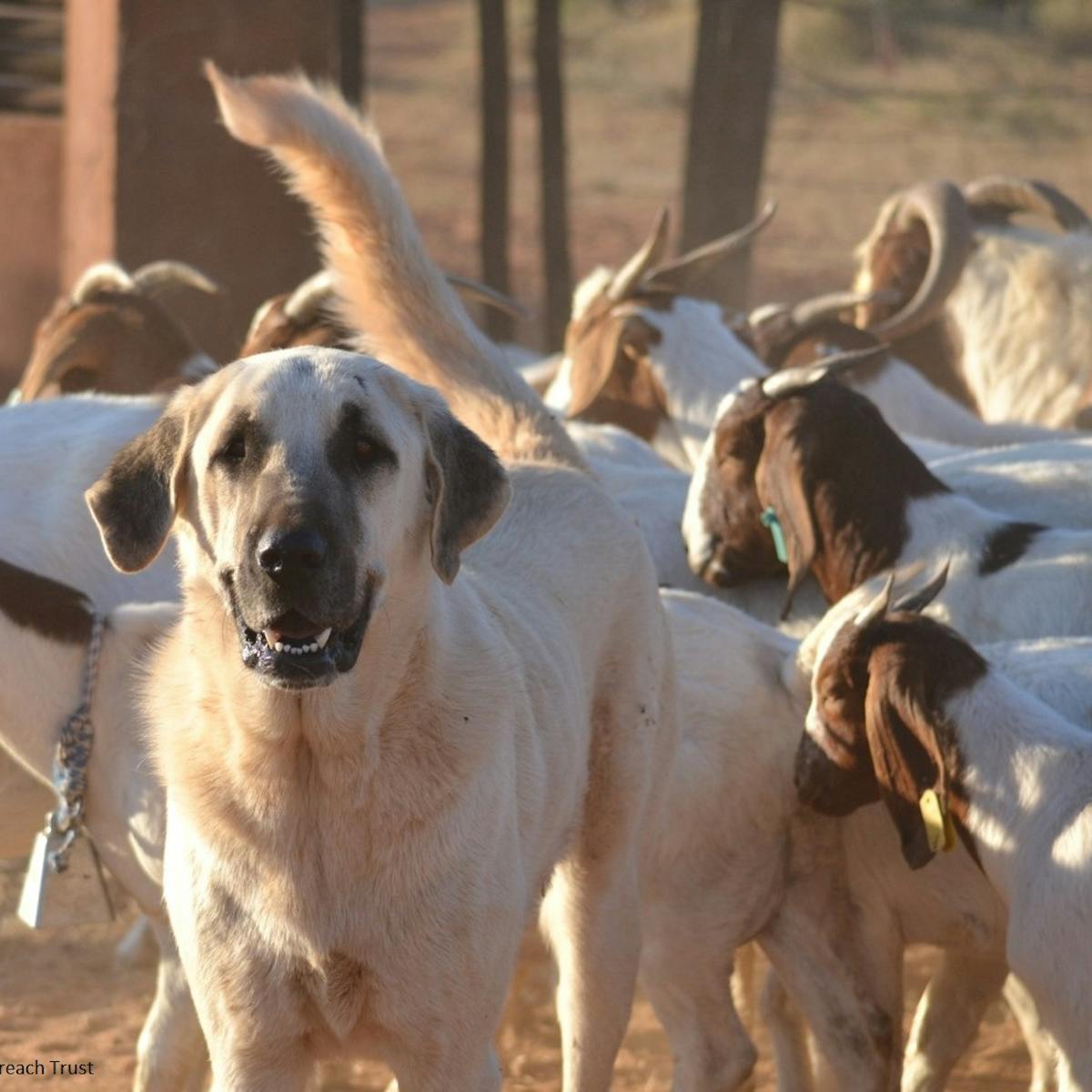 Dogs used to guard livestock may have unintended costs to wildlife