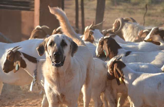 A large dog stands alert amid a herd of goats.