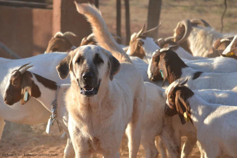 A large dog stands alert amid a herd of goats.