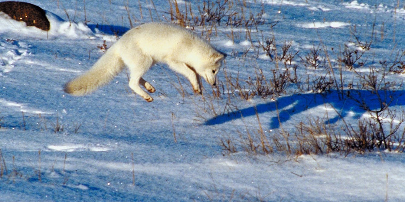 How Do Arctic Foxes Hunt In The Snow