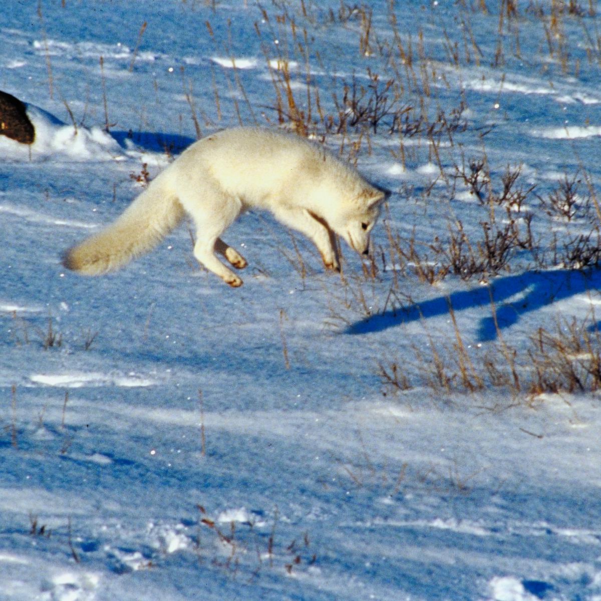 How Do Arctic Foxes Hunt In The Snow How Do Arctic Foxes Hunt In The Snow