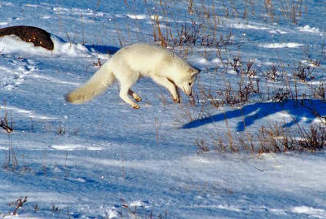 white arctic fox pouncing against a snowy landscape