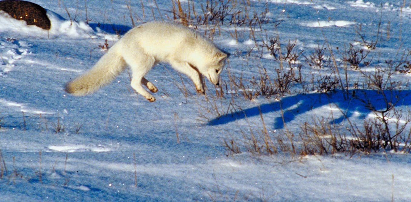 How do arctic foxes hunt in the snow?