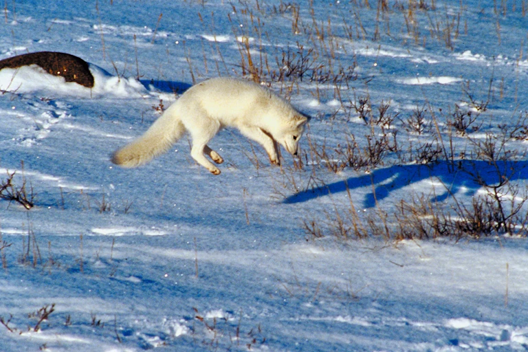white arctic fox pouncing against a snowy landscape