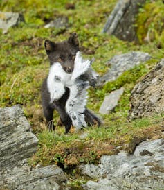 How do arctic foxes hunt in the snow?