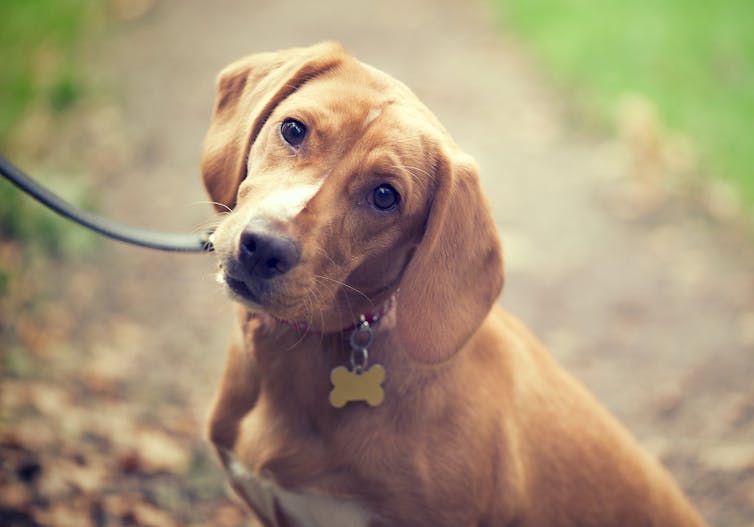 dog with head cocked