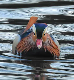 A colourful duck