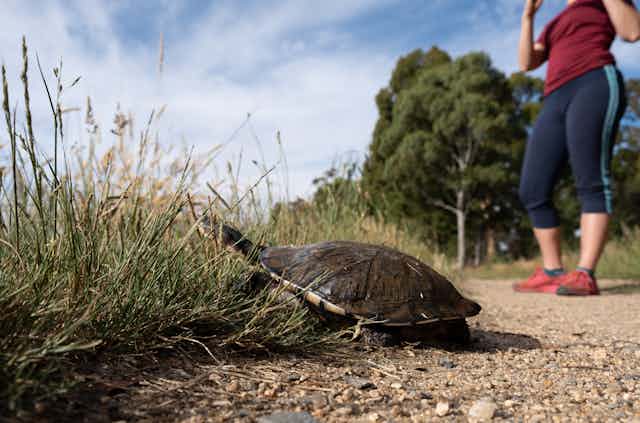 A woman in gym gear stands near a turtle by the side of a gravel path