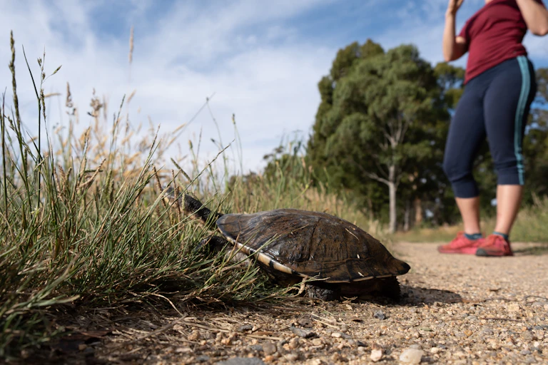 A woman in gym gear stands near a turtle by the side of a gravel path