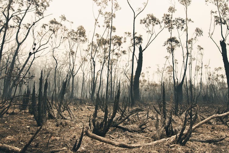 Blackened trees against a grey sky