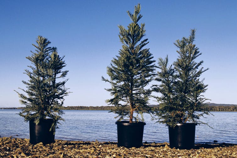 Three Wollemi pine trees in pots by a body of water