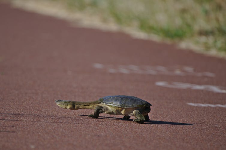 Long-necked turtle crossing a red road