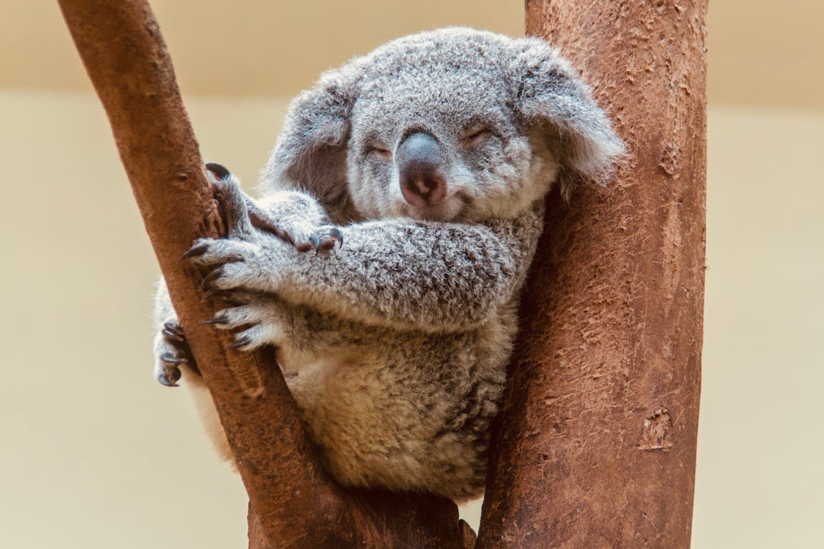 Why do we love koalas so much? Because they look like baby humans