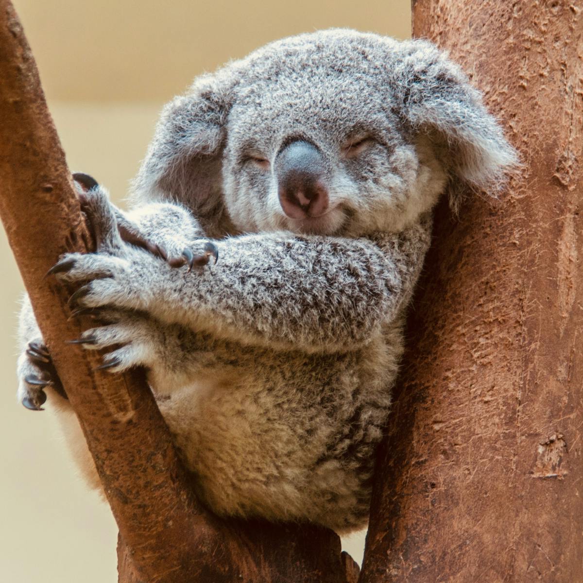 Why do we love koalas so much? Because they look like baby humans