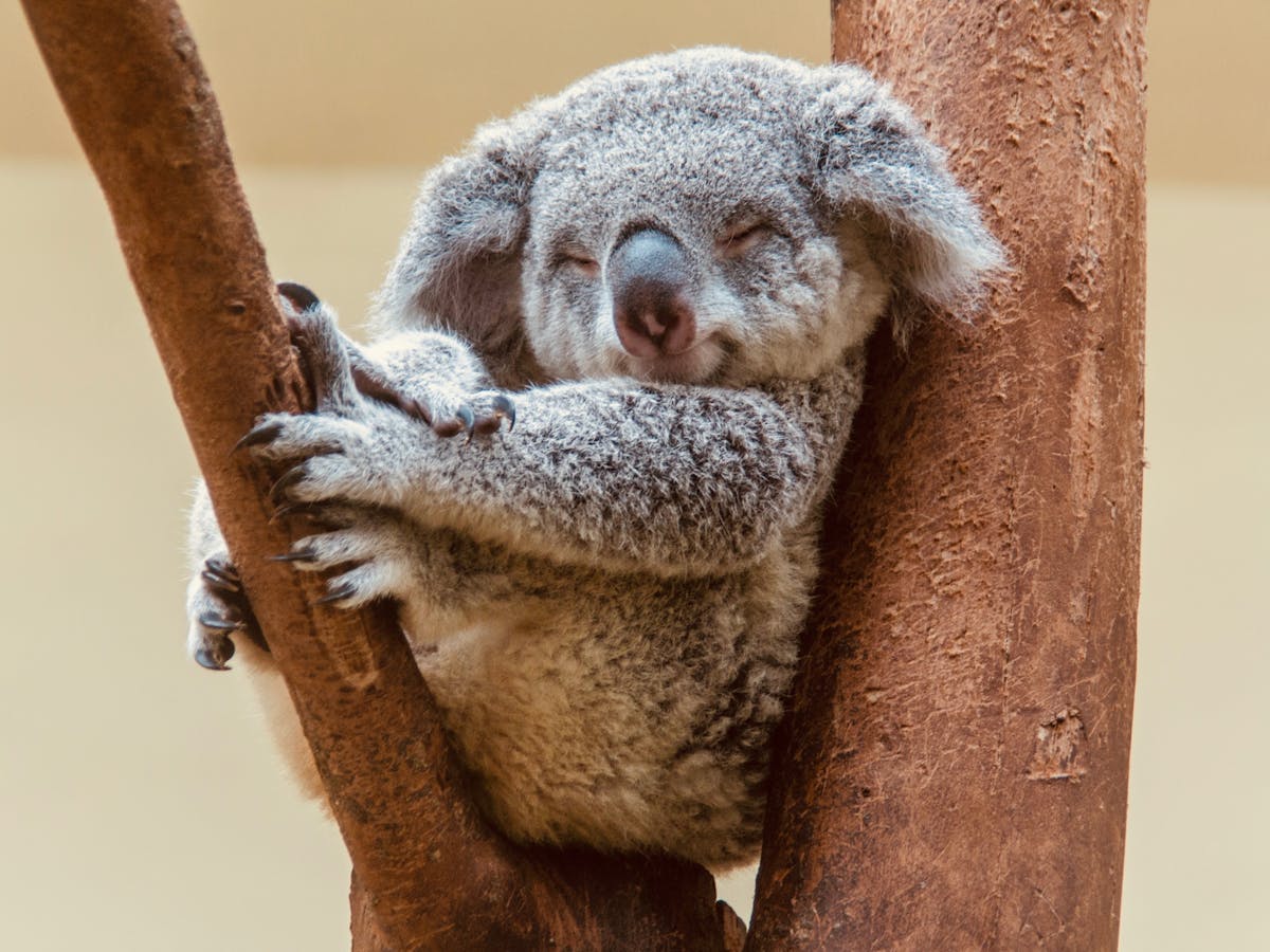 Why do we love koalas so much? Because they look like baby humans