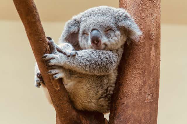 Why do we love koalas so much? Because they look like baby humans