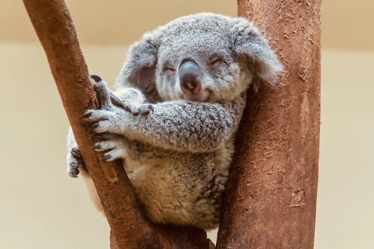koala sleeping in a tree