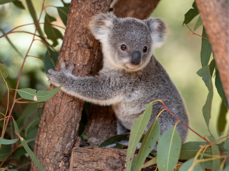 Why do we love koalas so much? Because they look like human babies