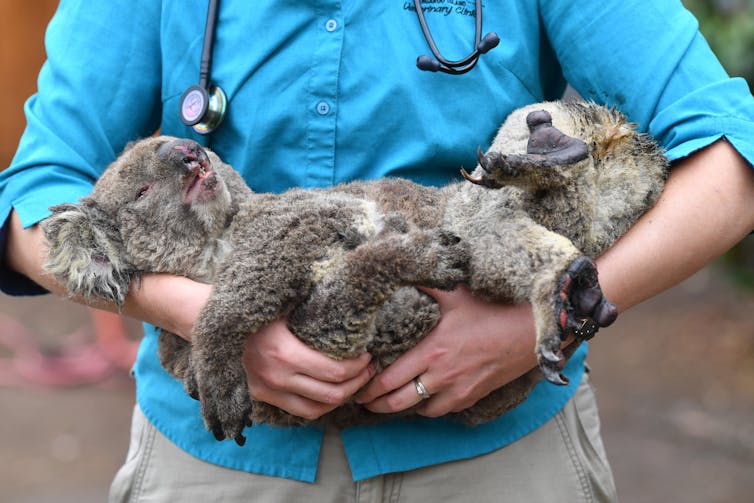 Vet holds injured koala