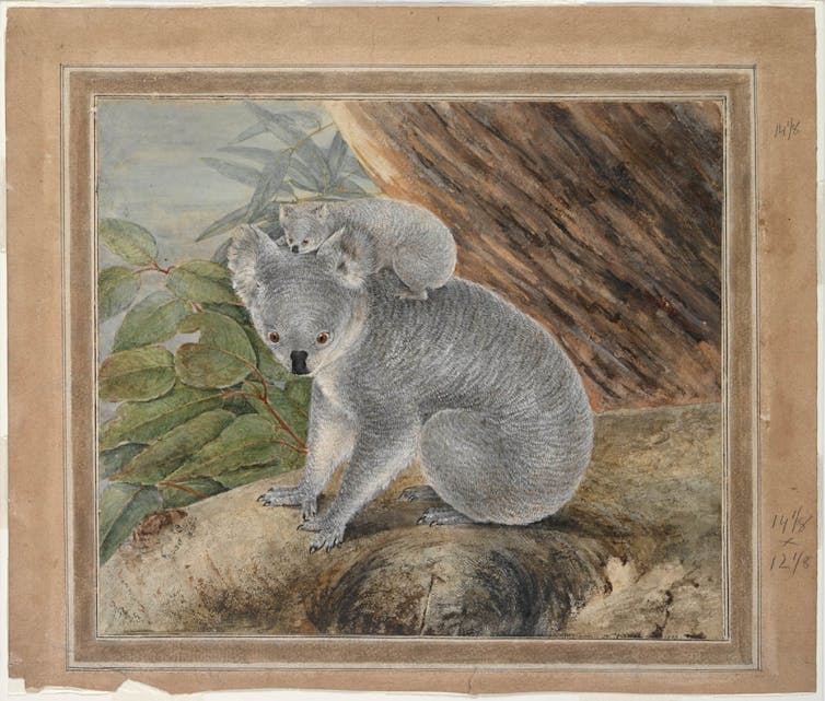 illustration of koala and joey