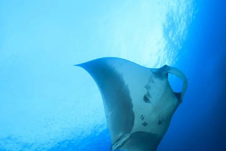 Pari Manta berenang dekat permukaan laut.