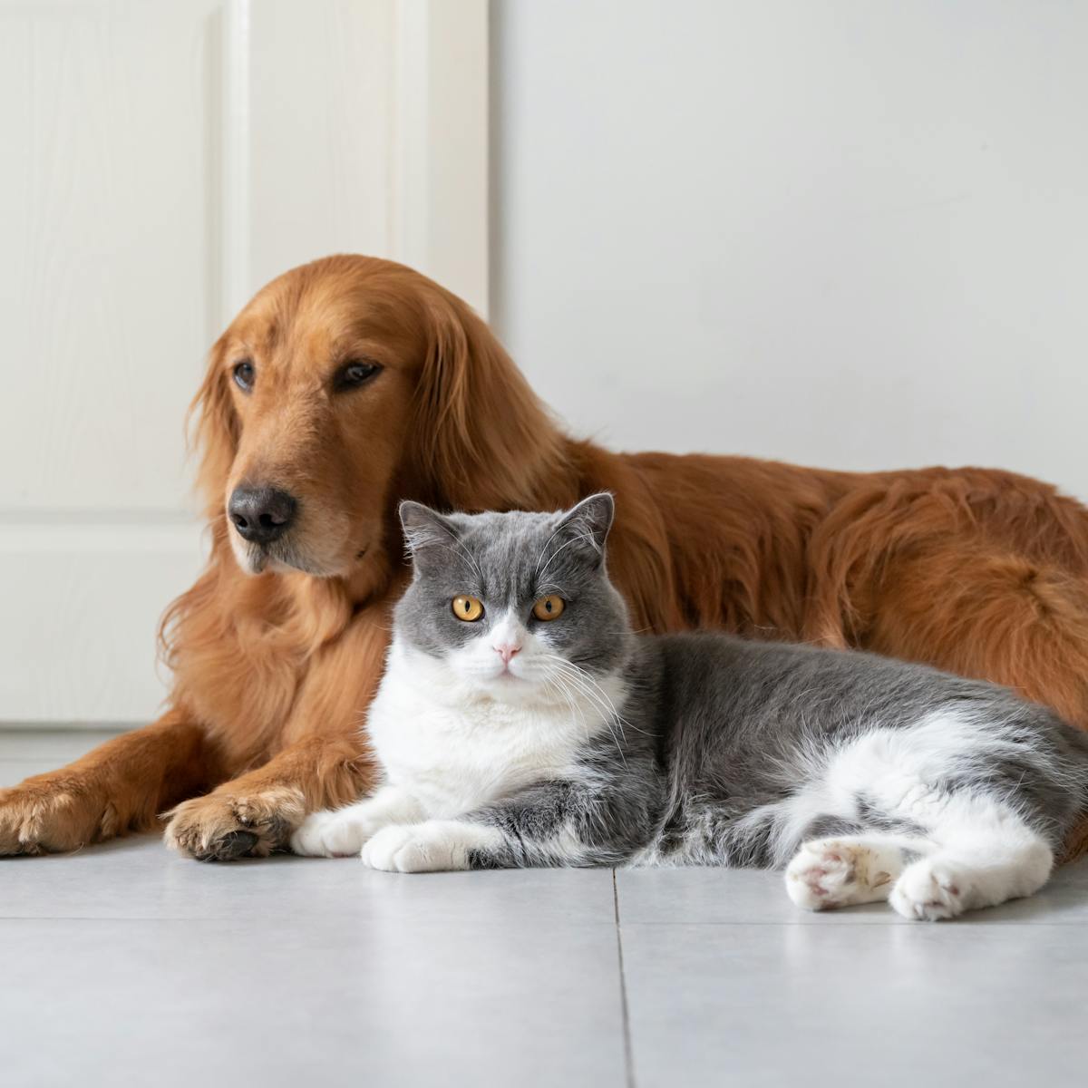 Cat and Dog