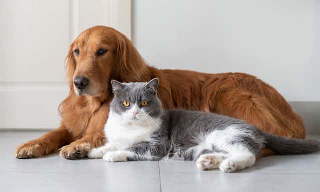 A dog and a cat lying next to each other.