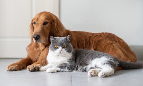 Cats Don T Avoid Strangers Who Behave Badly Towards Their Owners Unlike Dogs Cats Don T Avoid Strangers Who Behave Badly Towards Their Owners Unlike Dogs