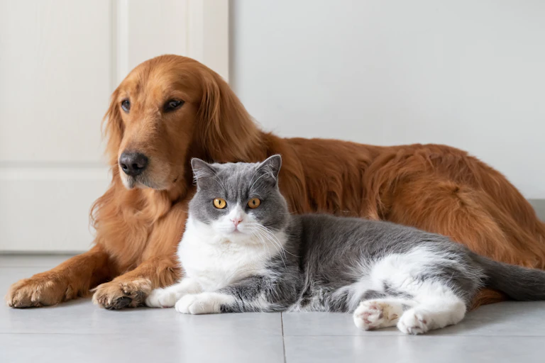 A dog and a cat lying next to each other.
