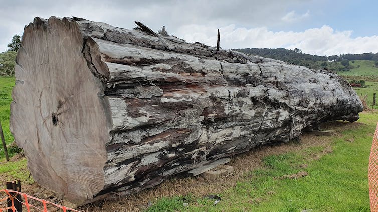 A large tree trunk