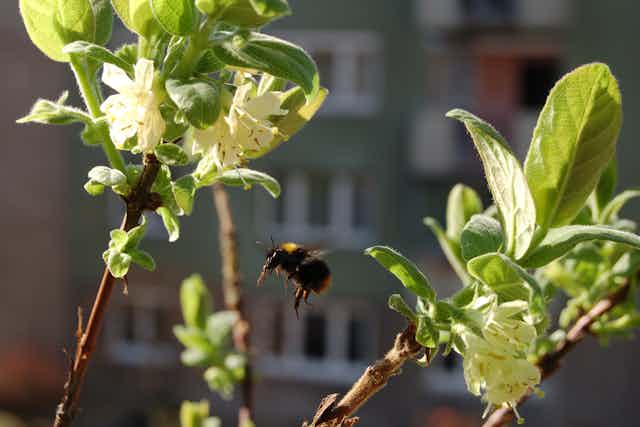 Bee and flowers with city buildings in background