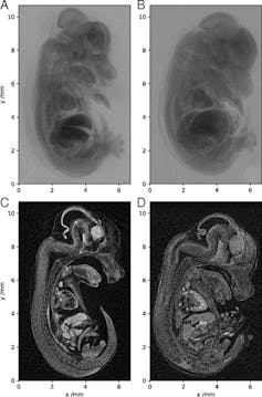 Four different scanned images of a mouse