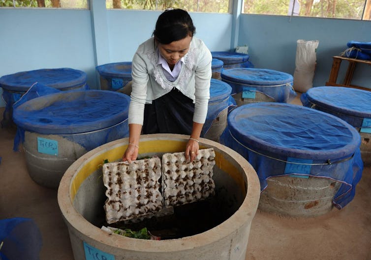 Élevage de criquets destinés à la consommation dans une ferme laboratoire de l’Université nationale du Laos à Vientiane.