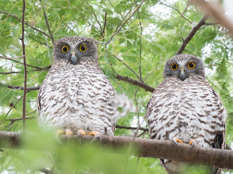 A pair of powerful owls with beady eyes sitting at their roost