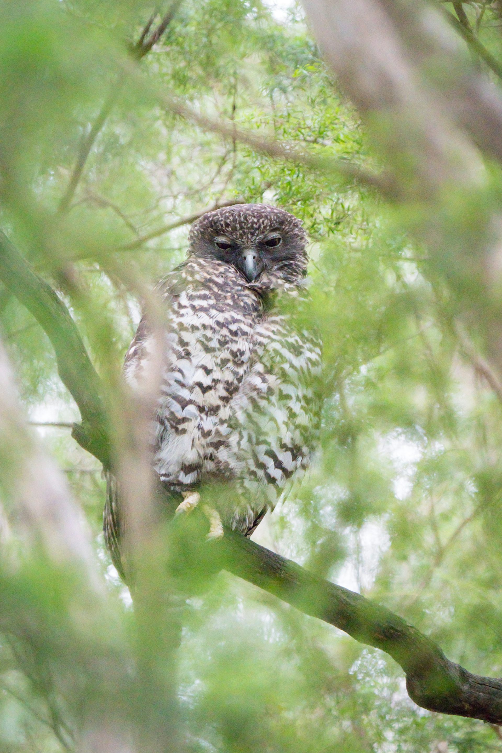 Look up! A powerful owl could be sleeping in your backyard after a