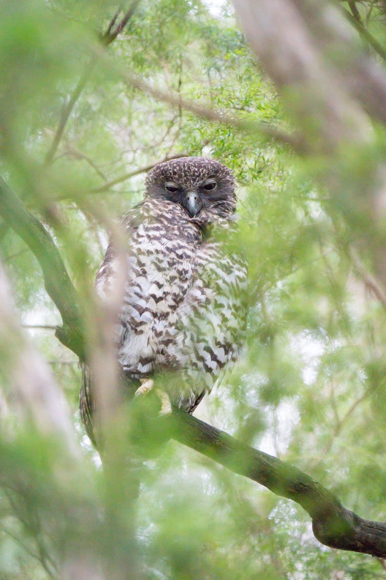 A powerful owl surrounded by leaves