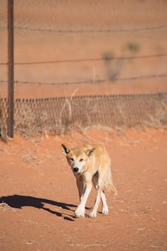 The dingo fence from space: satellite images show how these top predators alter the desert