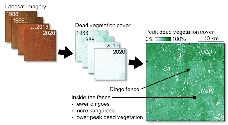 The dingo fence from space: satellite images show how these top predators alter the desert