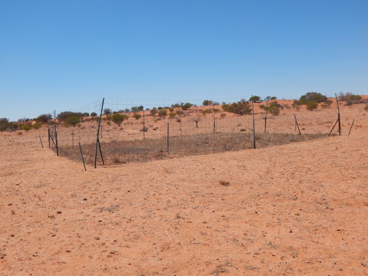 The dingo fence from space: satellite images show how these top predators alter the desert