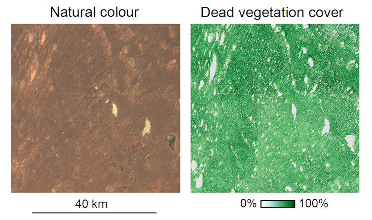 The dingo fence from space: satellite images show how these top predators alter the desert