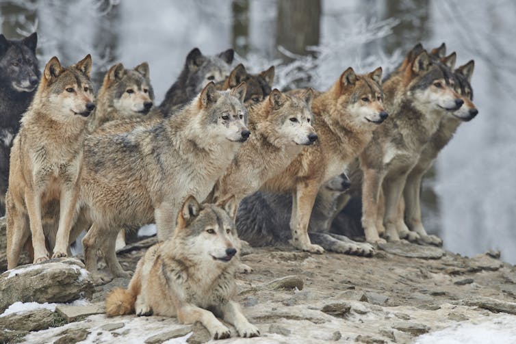 A pack of wolves in a forest.